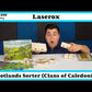 Scotland Sorter - Clans of Caledonia